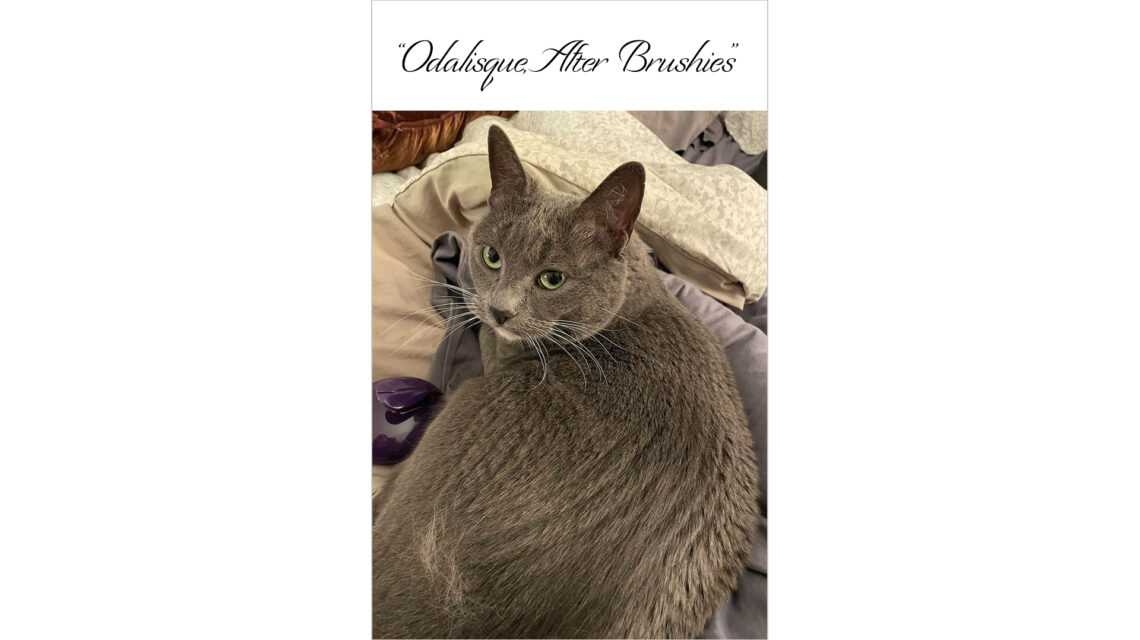 Vertical image of gray cat with white chin, on white background. Cat is lying with her back to the viewer and her head turned around to face towards the viewer. Her back fur has visible brush marks. Black text above the image reads "Odalisque, After Brushies" in an ornate script typeface.