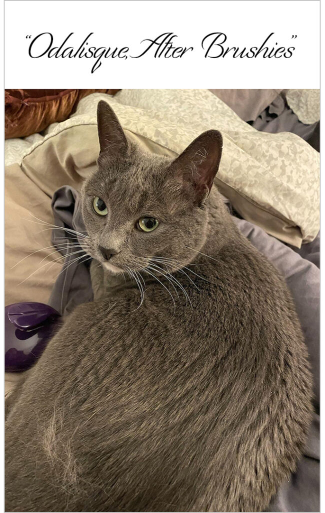 Vertical image of gray cat with white chin. Cat is lying with her back to the viewer and her head turned around to face towards the viewer. Her back fur has visible brush marks. Black text above the image reads "Odalisque, After Brushies" in an ornate script typeface.