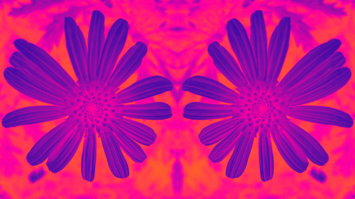 Repeating pattern of a photo of a single Paris Daisy, heavily color-manipulated so it's orange and magenta.