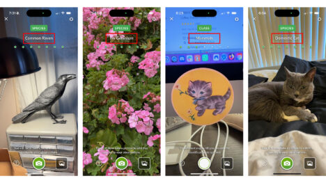 iPhone screenshots using the Seek app. Left to right: sculpture of bird ID'd as Common Raven, plant with flowers ID'd as Ivy Geranium; yellow coaster with grey kitten illustration ID'd as Mammal; gray-and-white cat ID'd as Domestic Cat.