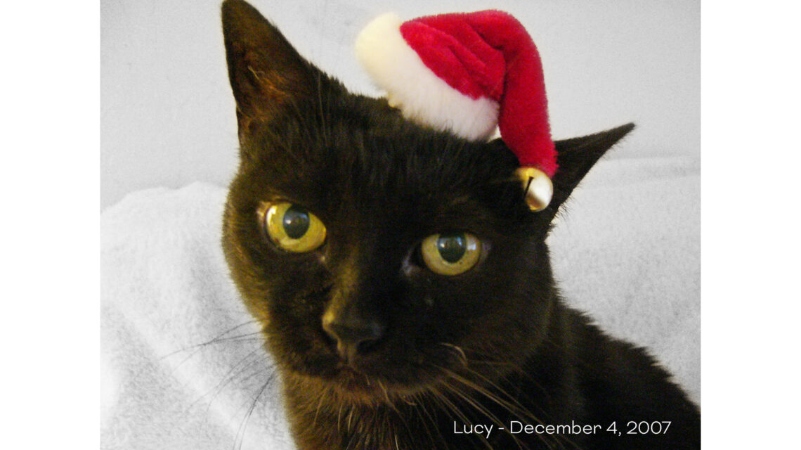 Closeup photo of black cat with yellow-green eyes wearing tiny Santa hat. Light background.