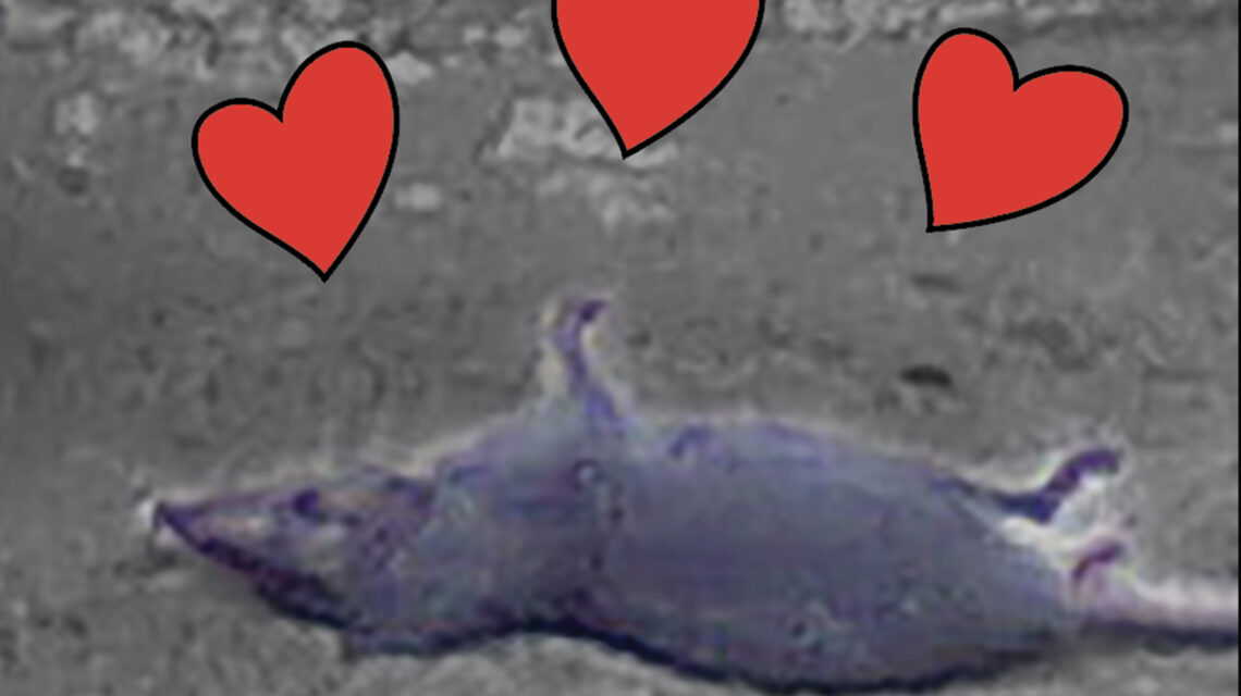A grainy closeup of a dead mouse or rat against gray asphalt and a gray wall. There are three bright red hearts with black outlines above the animal.